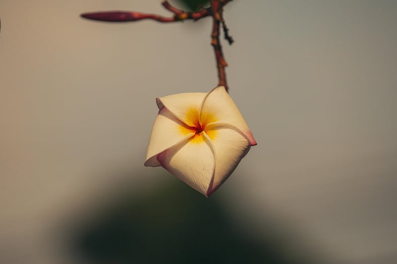 tropical flowers